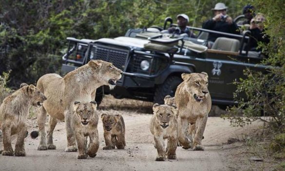 Untamed Beauty Documenting The Untold Stories Of The Lions Of The Sabi Sand
