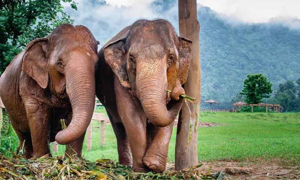 Elephant Sanctuary Conservation Projects Promoting Long-Term EnvironmentalResponsibility